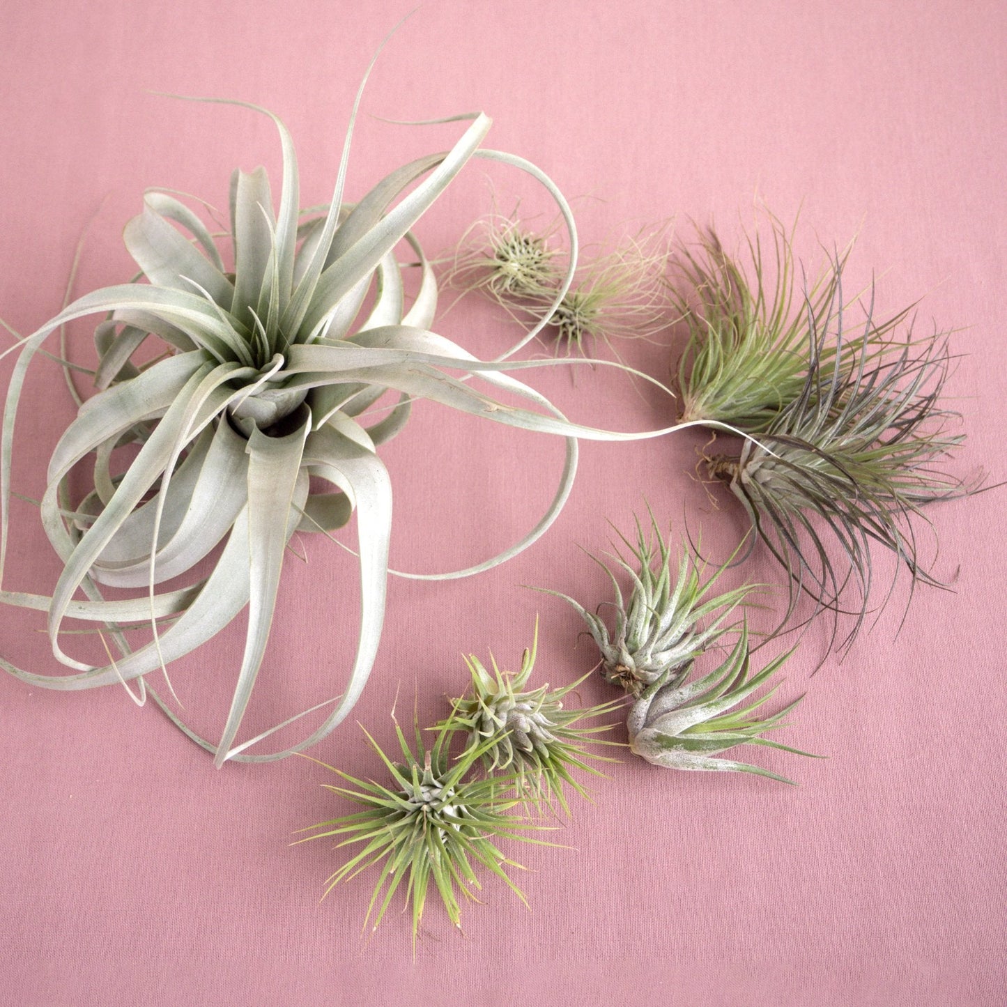 Mothers Day Air Plant Gift Set