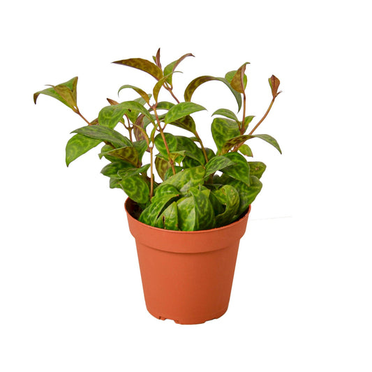 Lipstick Plant - Black Pagoda