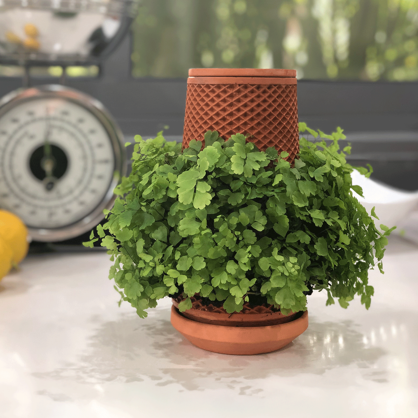 Tevaplanter: Self Watering Planter