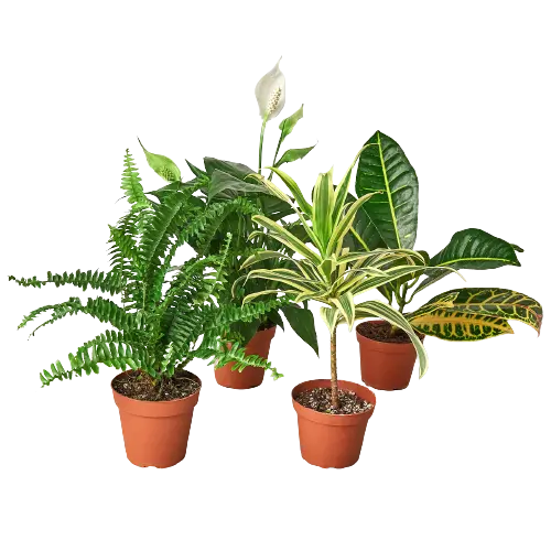 Air Purifying Combo Air Purifying Combo (4-Plants) HouseplantExperience.com