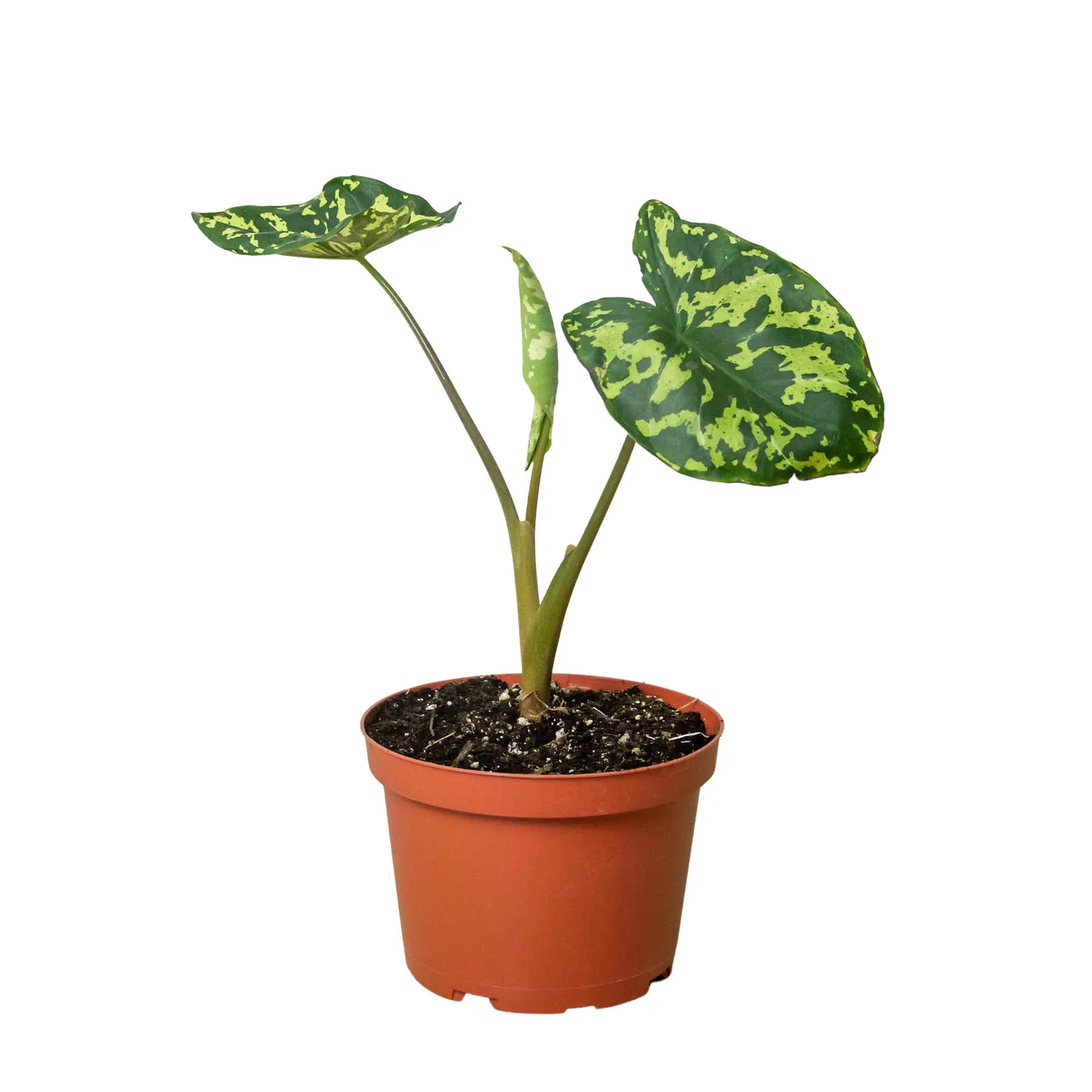 Alocasia 'Hilo Beauty' HouseplantExperience.com