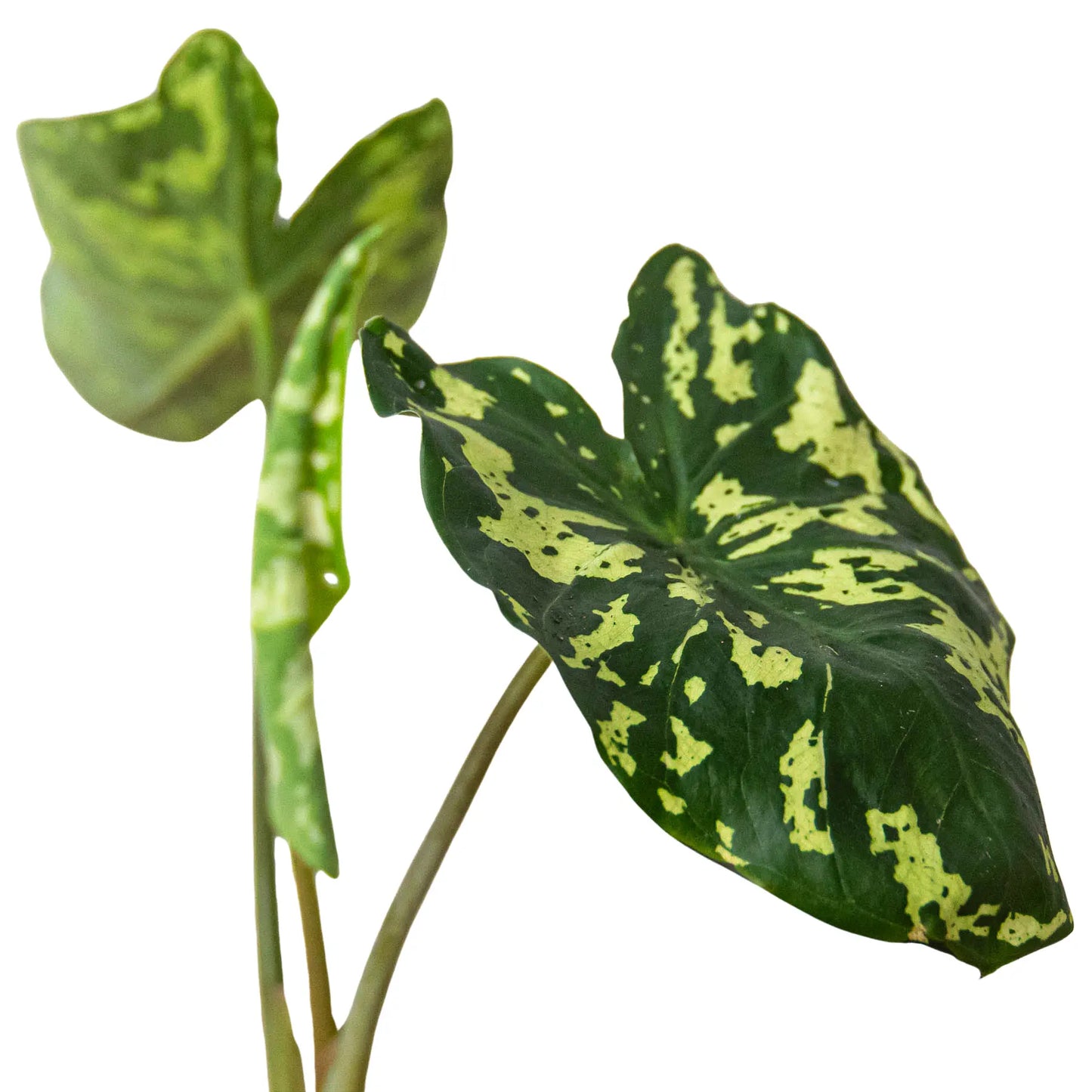 Alocasia 'Hilo Beauty' HouseplantExperience.com