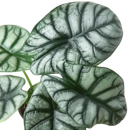 Alocasia Silver Dragon Alocasia Silver Dragon **VERY RARE** HouseplantExperience.com