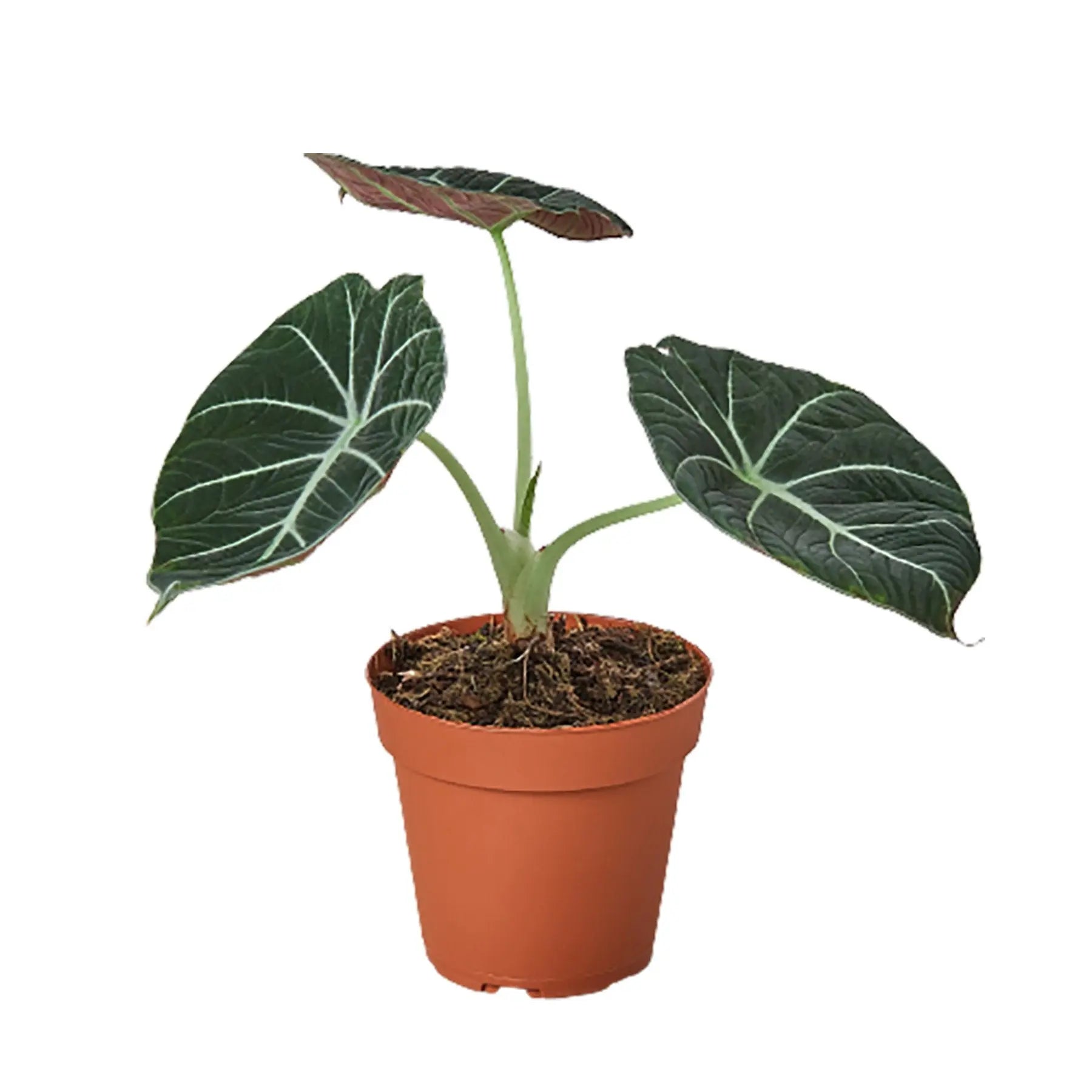 Alocasia Reginula Black Velvet Alocasia Reginula Black Velvet HouseplantExperience.com