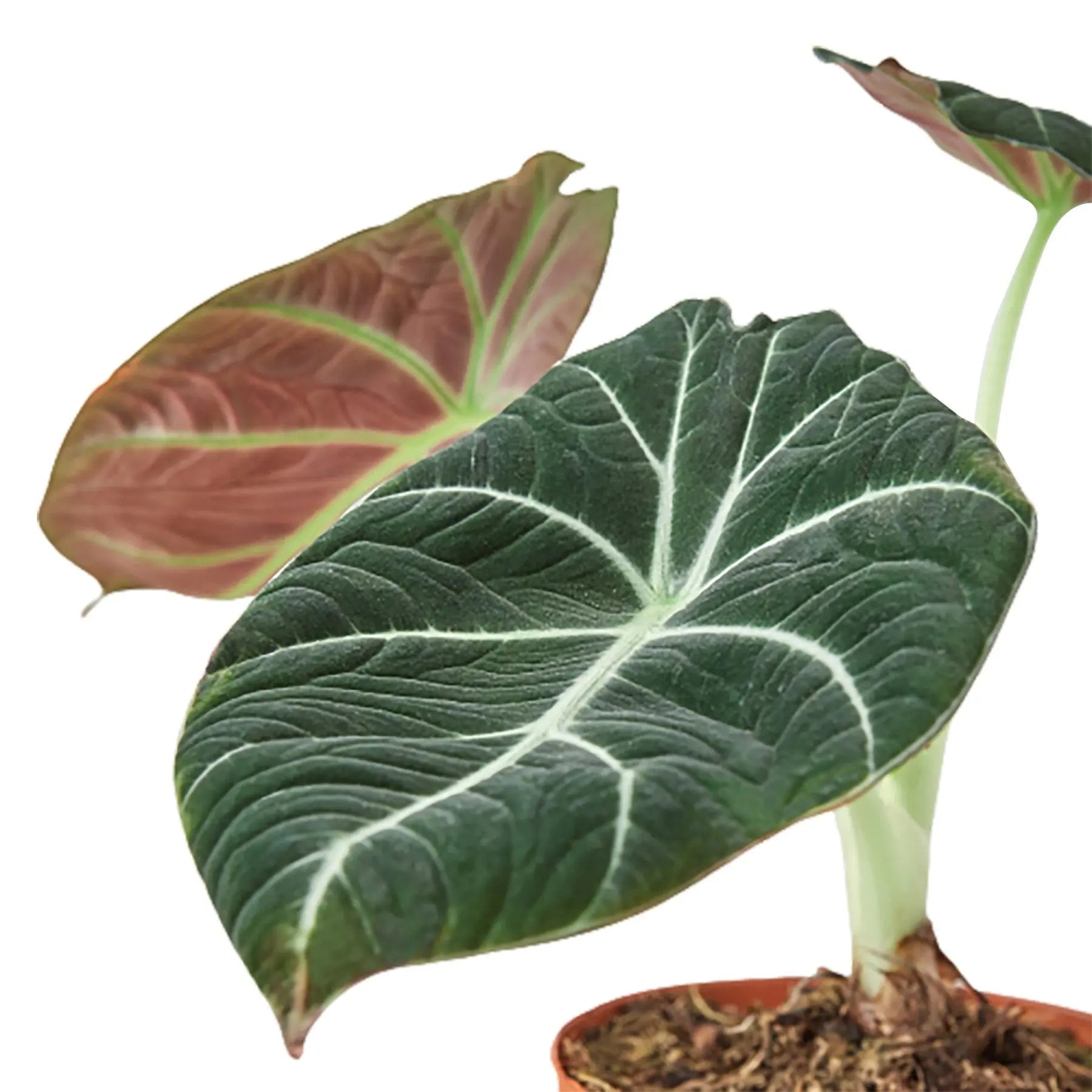 Alocasia Reginula Black Velvet Alocasia Reginula Black Velvet HouseplantExperience.com