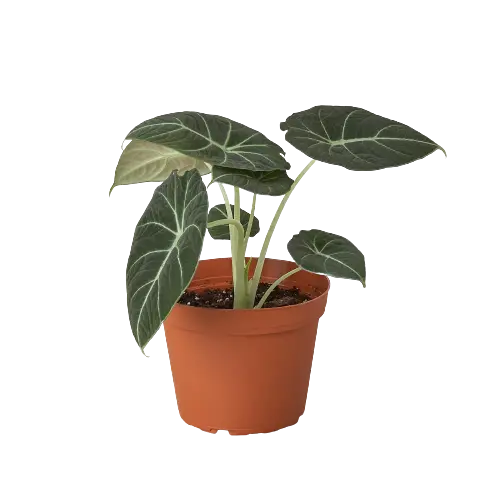 Alocasia Reginula Black Velvet Alocasia Reginula Black Velvet HouseplantExperience.com