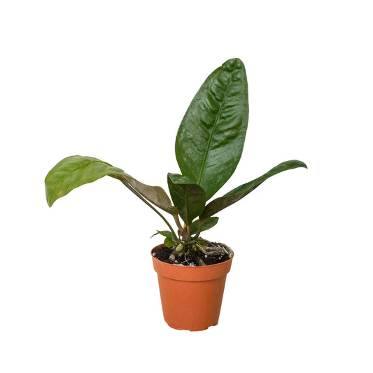 Anthurium 'Superbum' Anthurium 'Superbum' HouseplantExperience.com