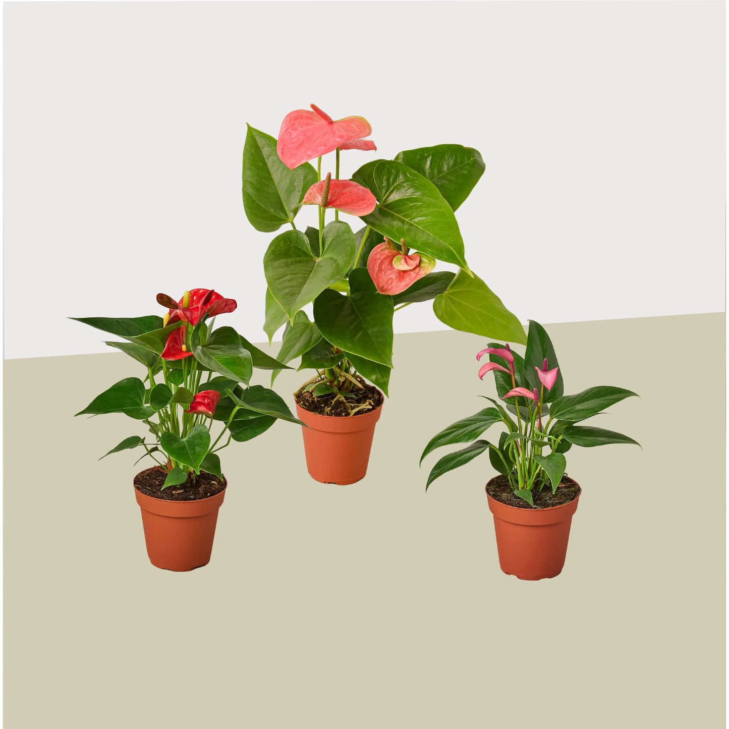 Anthurium Combo (3-Plants) HouseplantExperience.com
