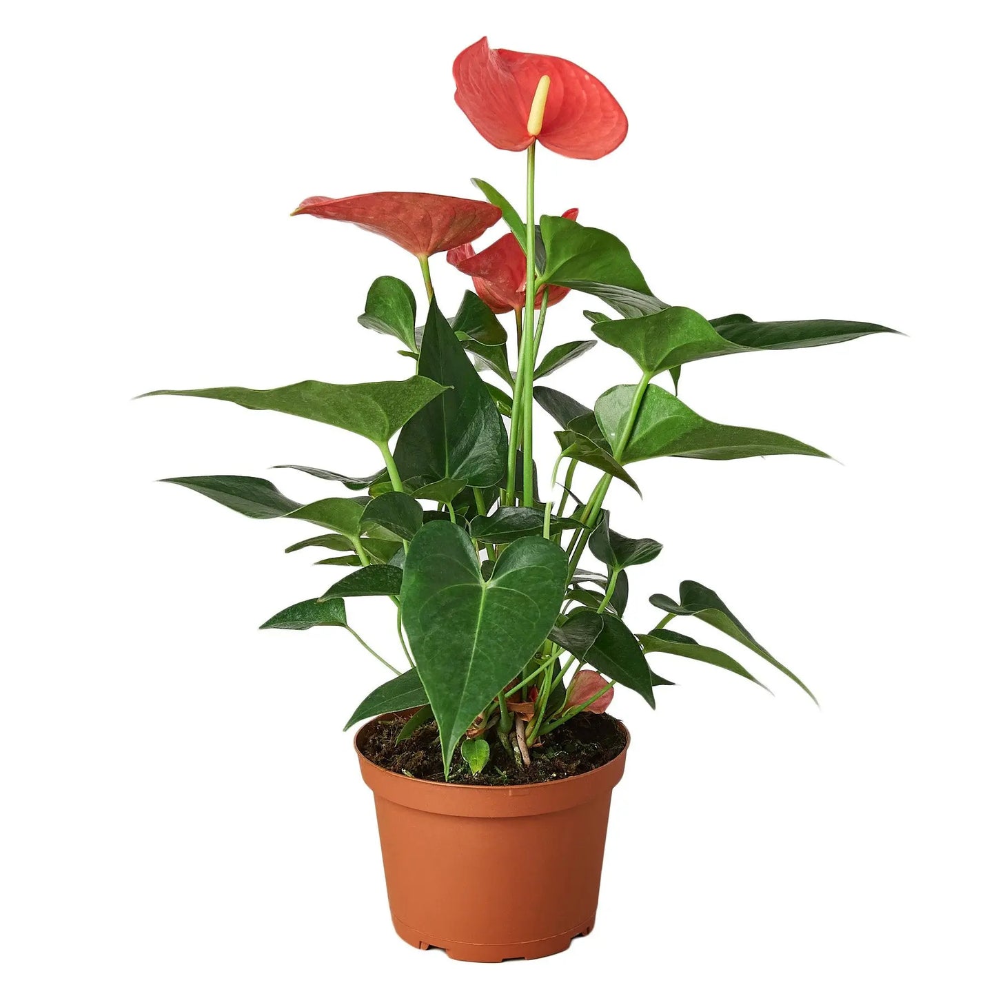 Anthurium Pink HouseplantExperience.com