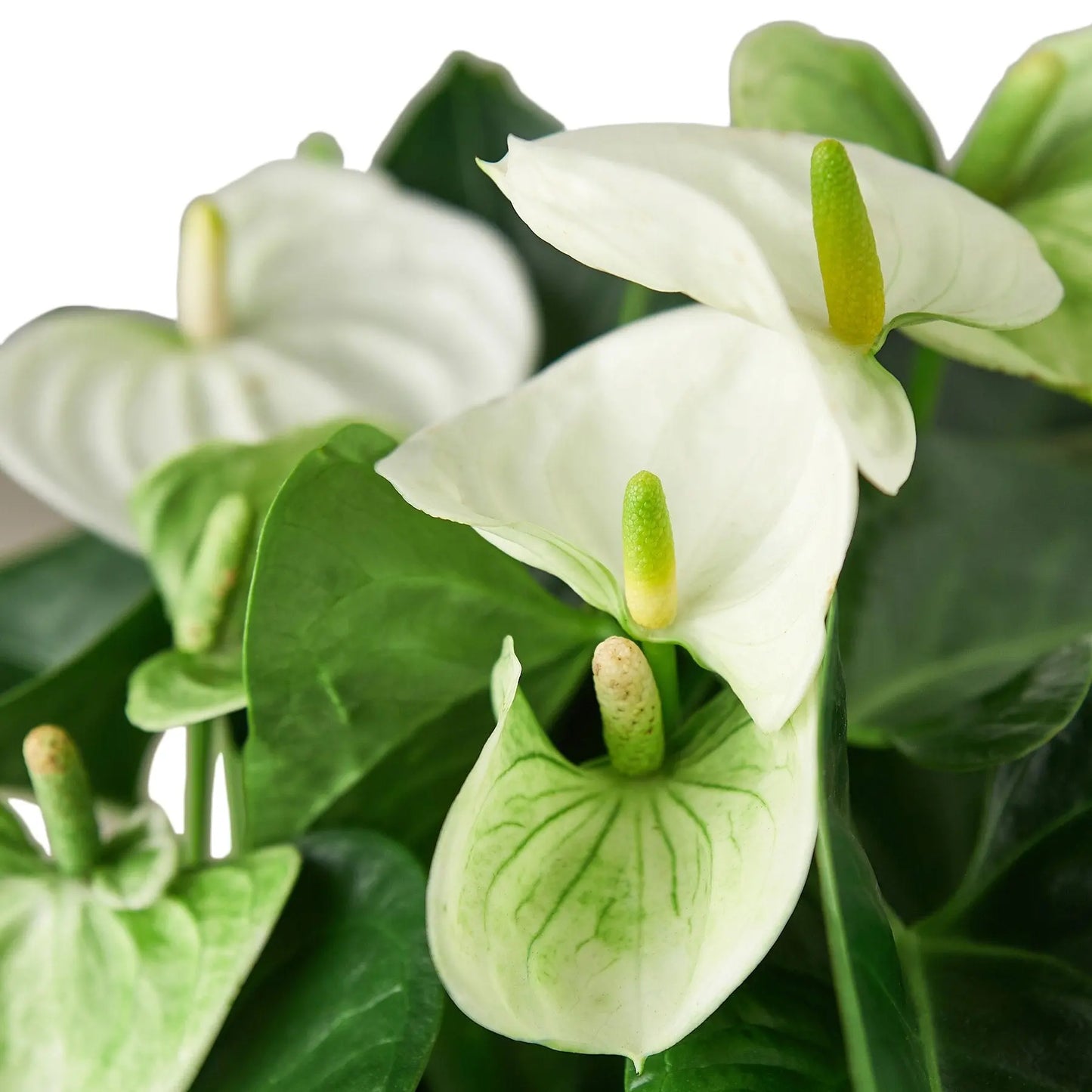 Anthurium White HouseplantExperience.com