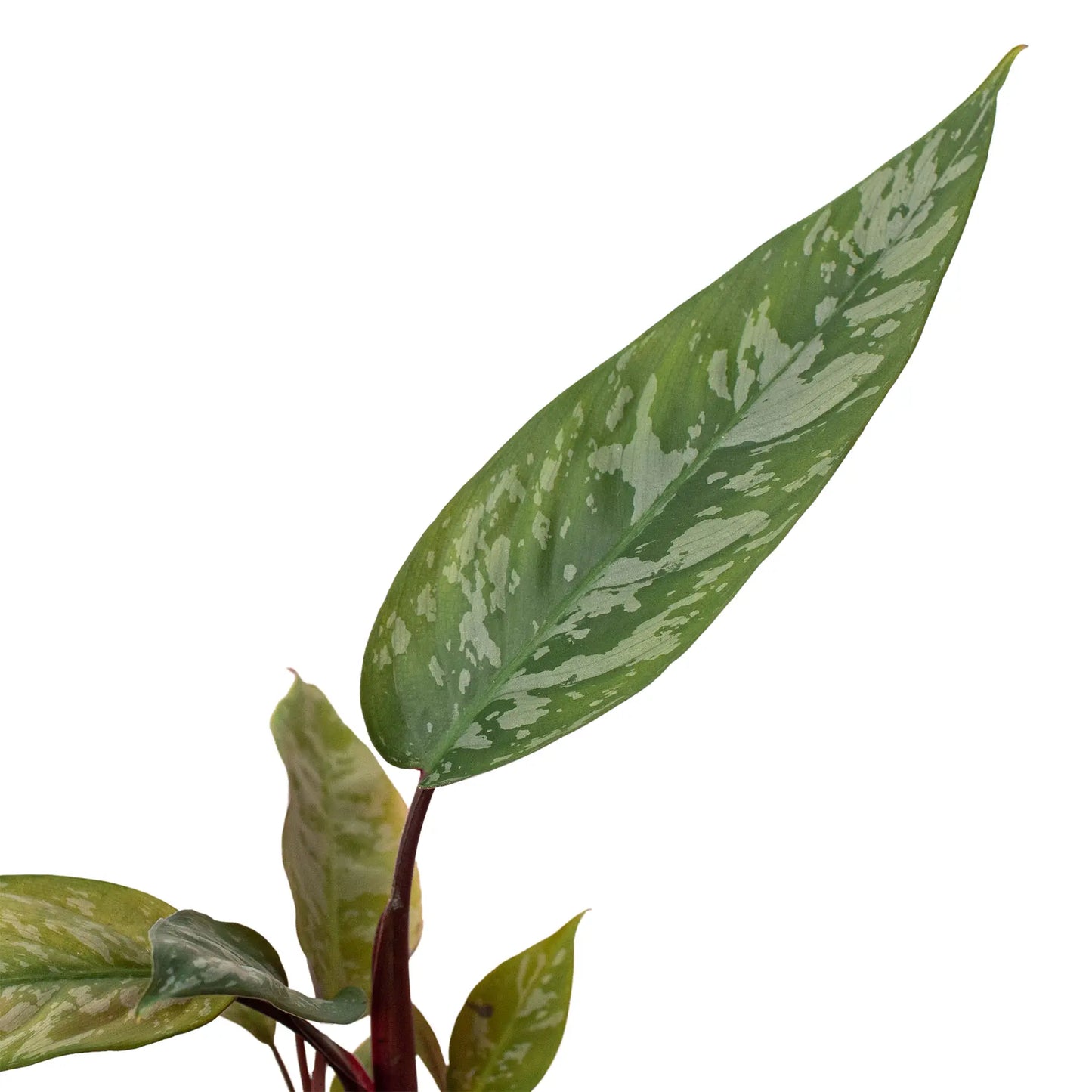 Apoballis 'Purple Sword' HouseplantExperience.com