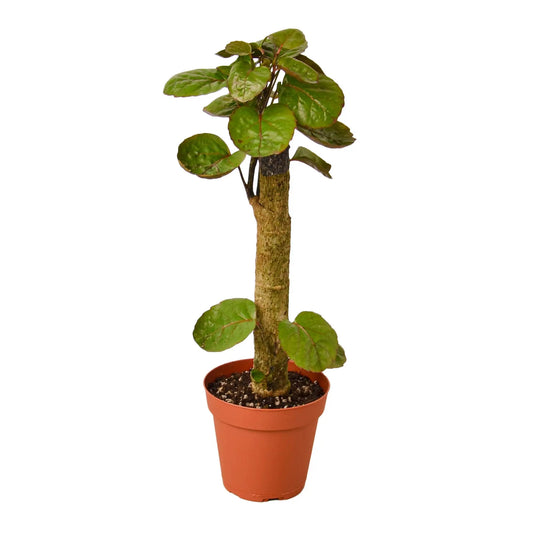 Aralia Fabian Stump Polyscias Scutellaria Aralia Fabian Stump Polyscias Scutellaria HouseplantExperience.com