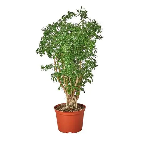 Aralia Ming Stump Plant HouseplantExperience.com