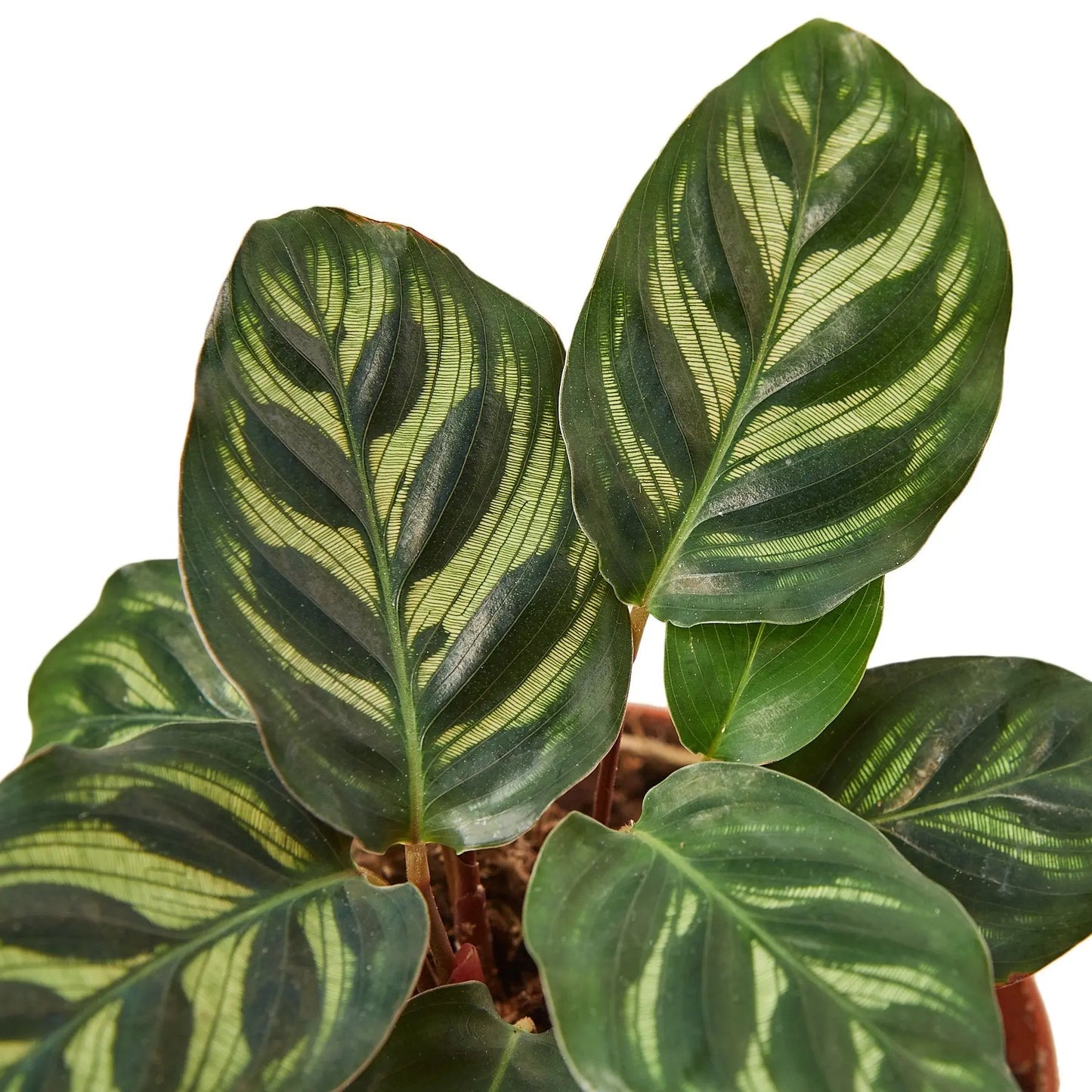 Calathea 'Makoyana' HouseplantExperience.com