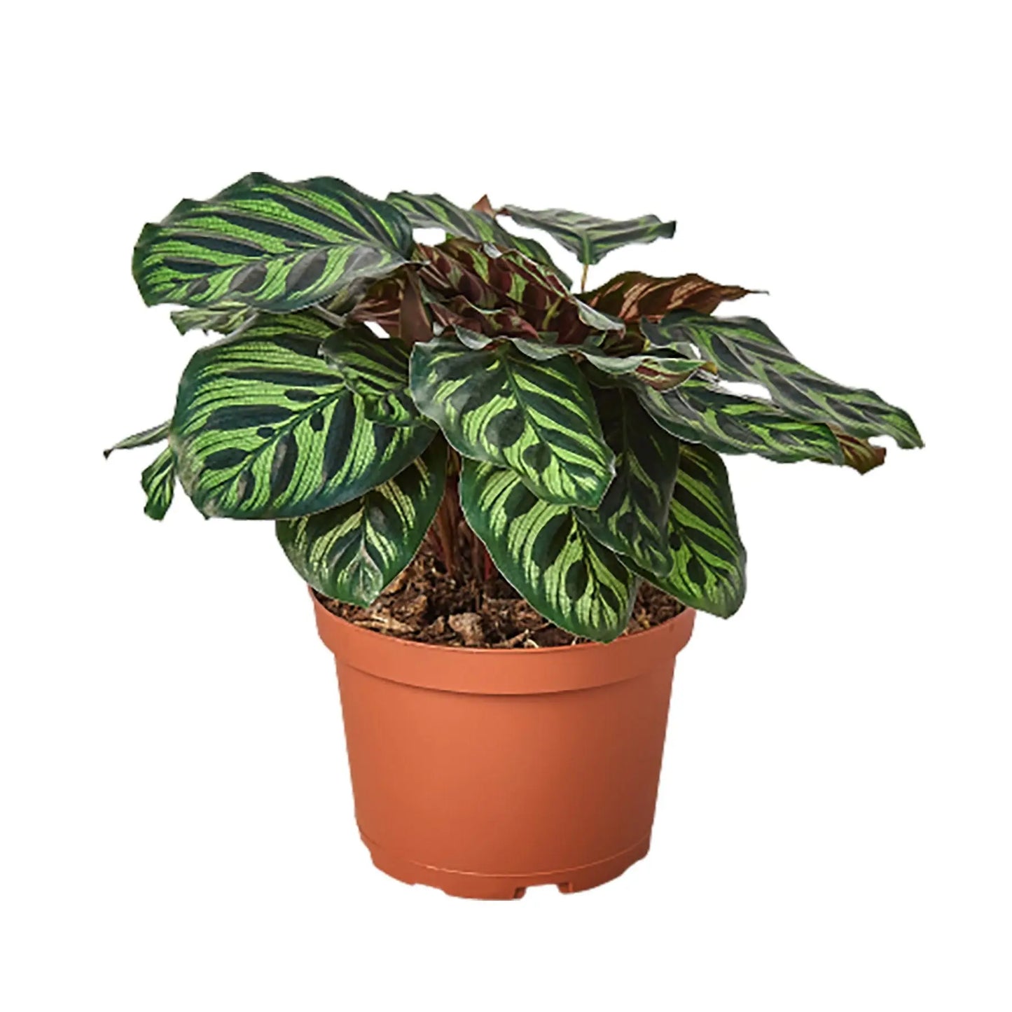 Calathea 'Makoyana' HouseplantExperience.com