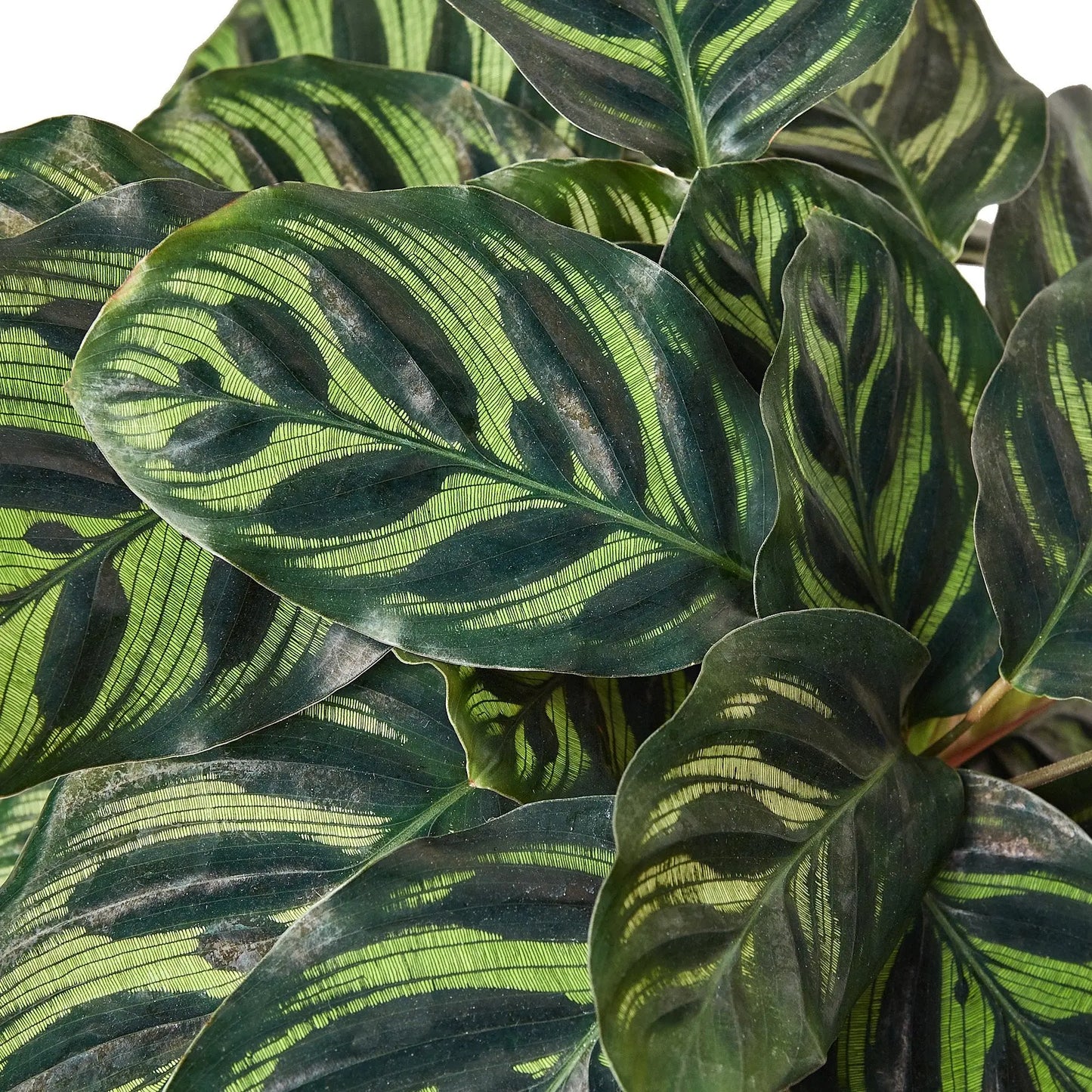 Calathea 'Makoyana' HouseplantExperience.com