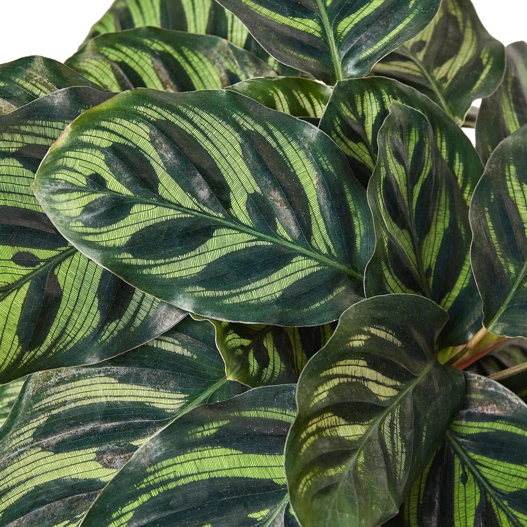 Calathea 'Makoyana' HouseplantExperience.com