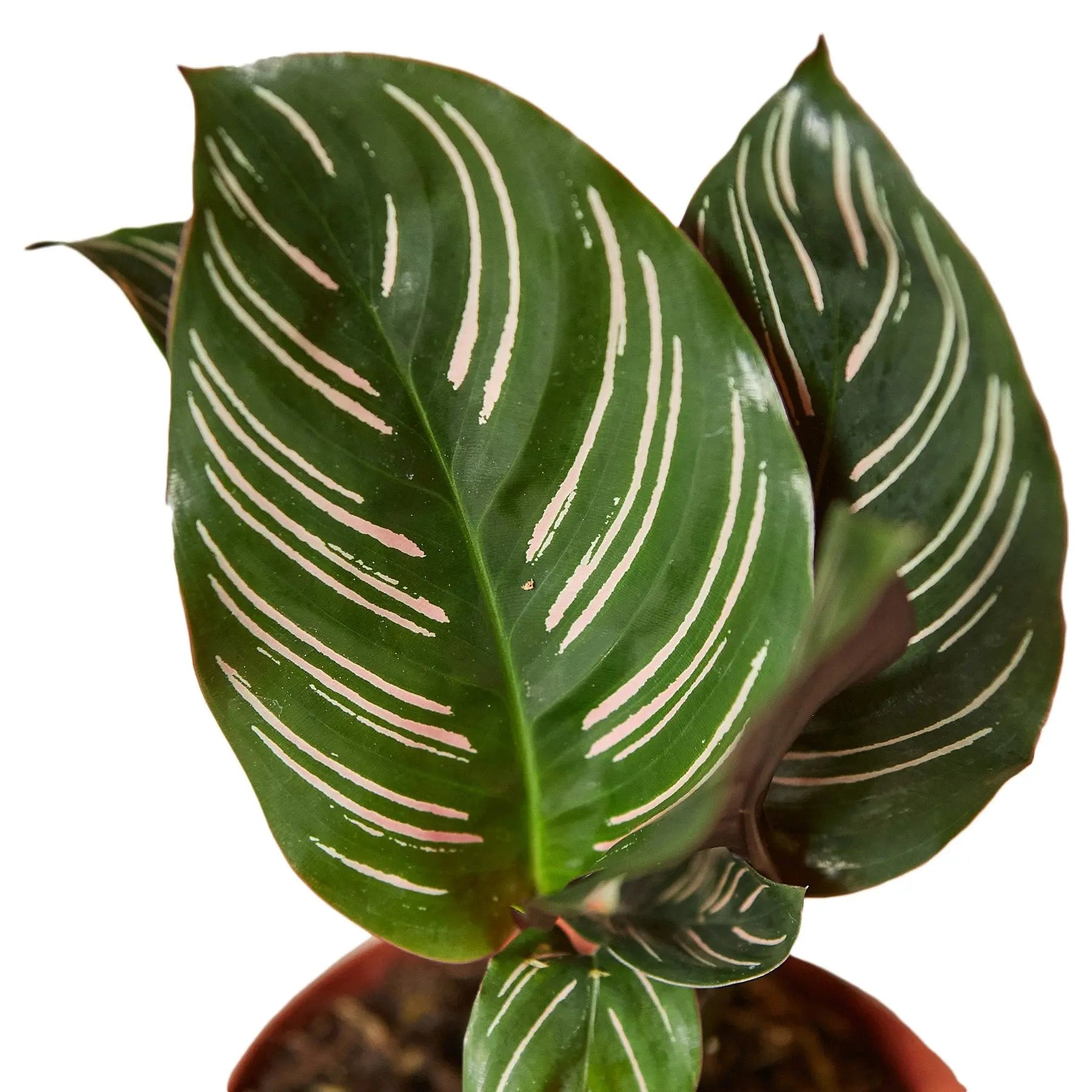 Calathea 'Ornata' HouseplantExperience.com