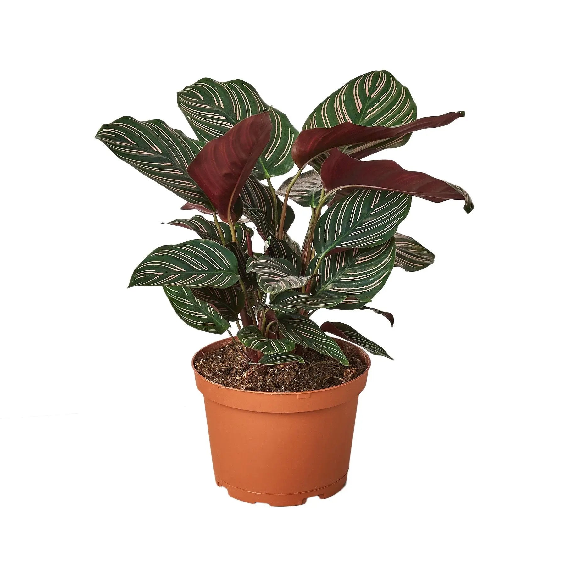 Calathea 'Ornata' HouseplantExperience.com