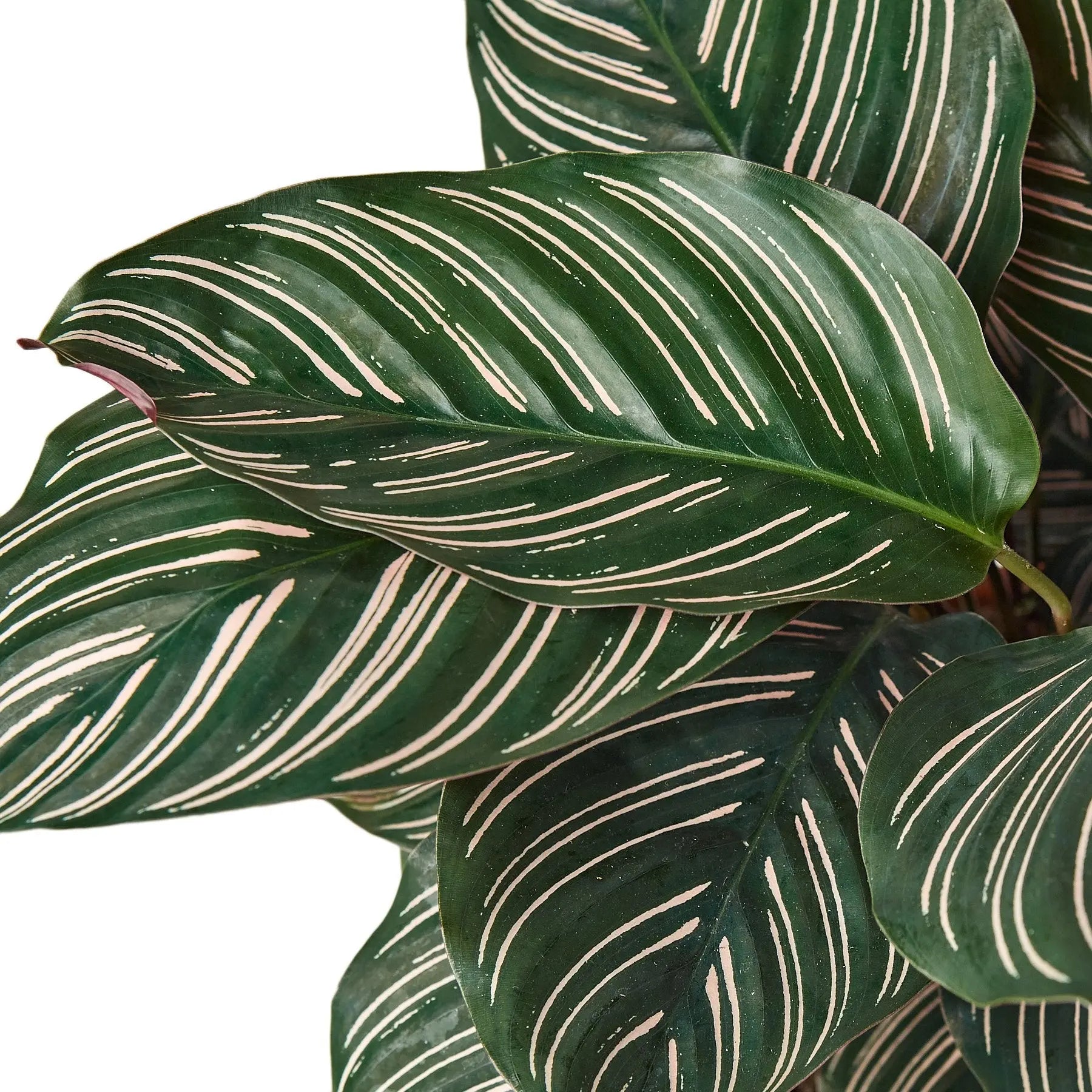 Calathea 'Ornata' HouseplantExperience.com