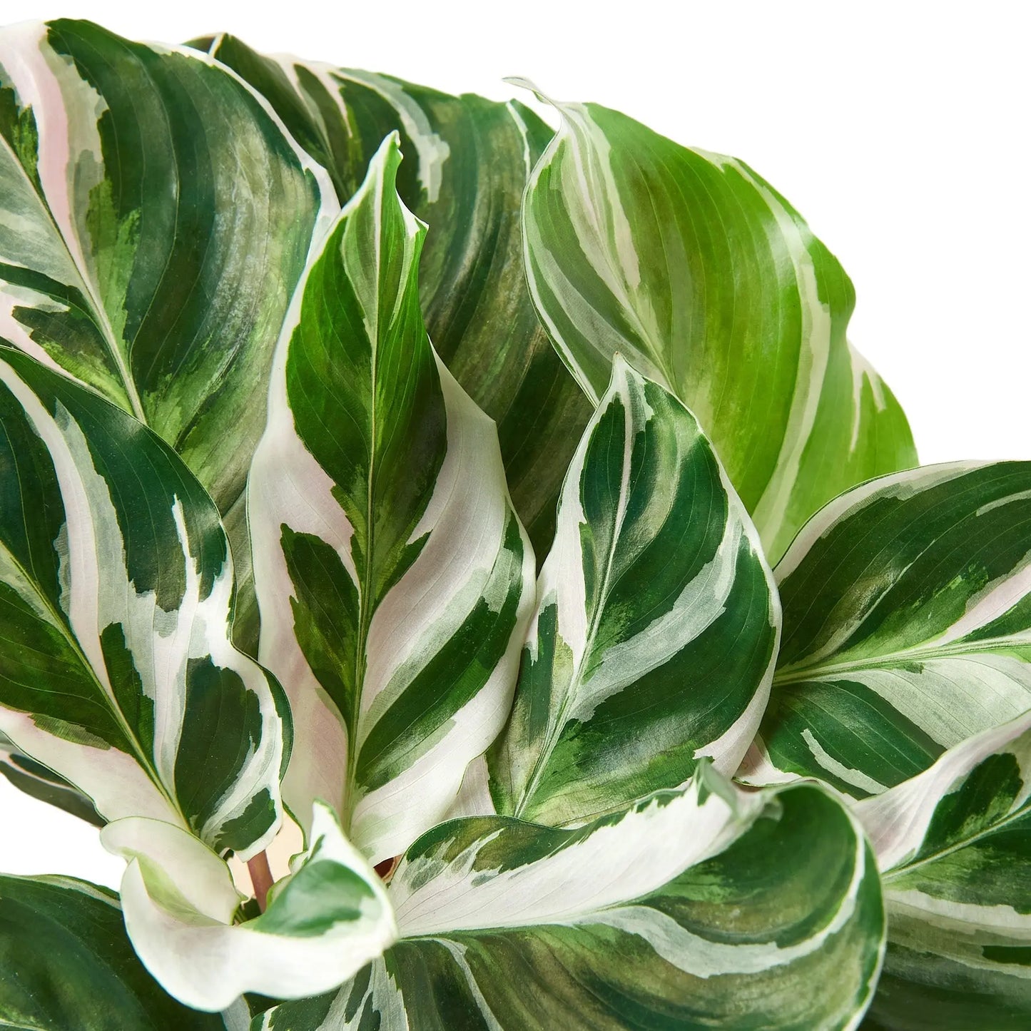 Calathea 'White Fusion' HouseplantExperience.com
