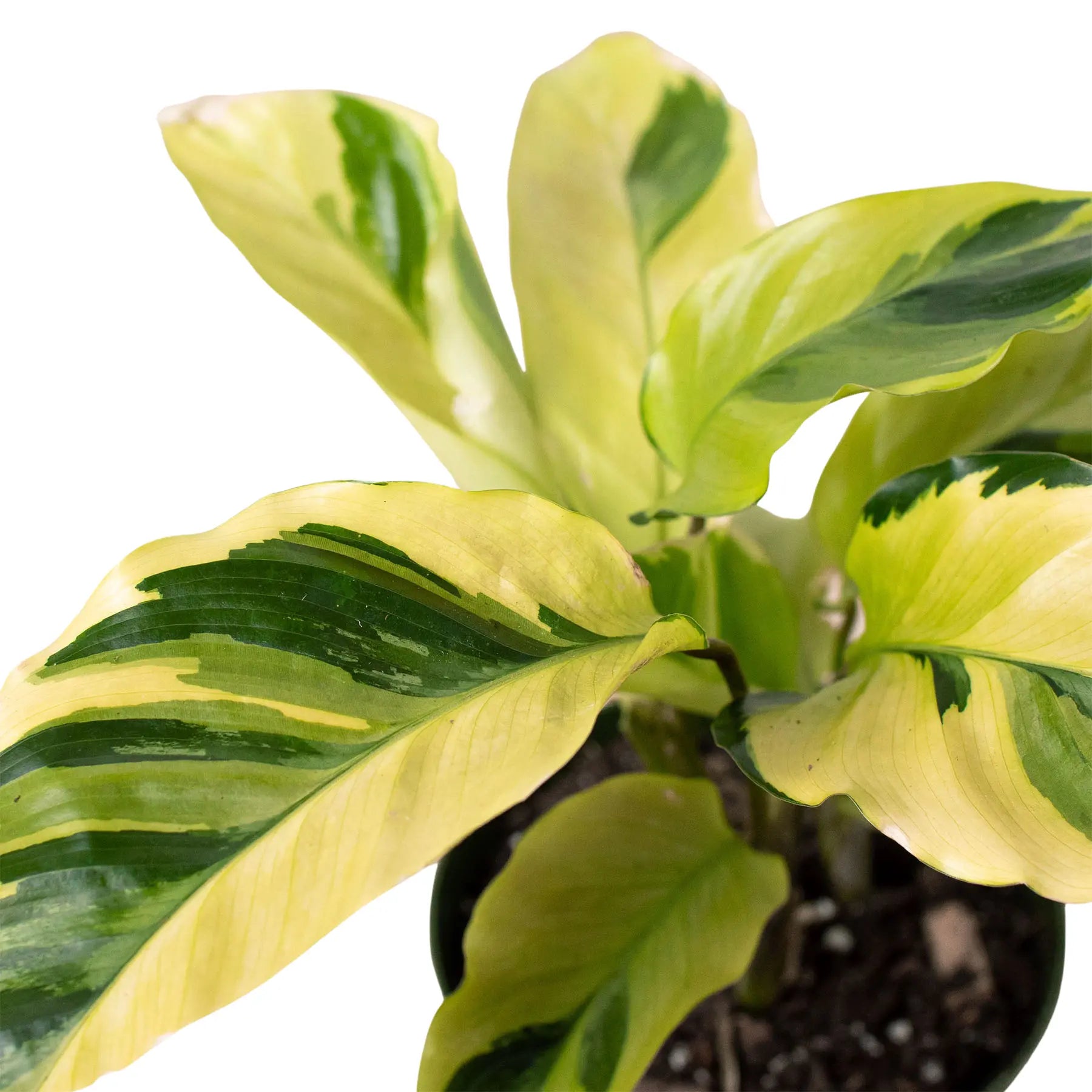 Calathea 'Yellow Fusion' Calathea 'Yellow Fusion' HouseplantExperience.com