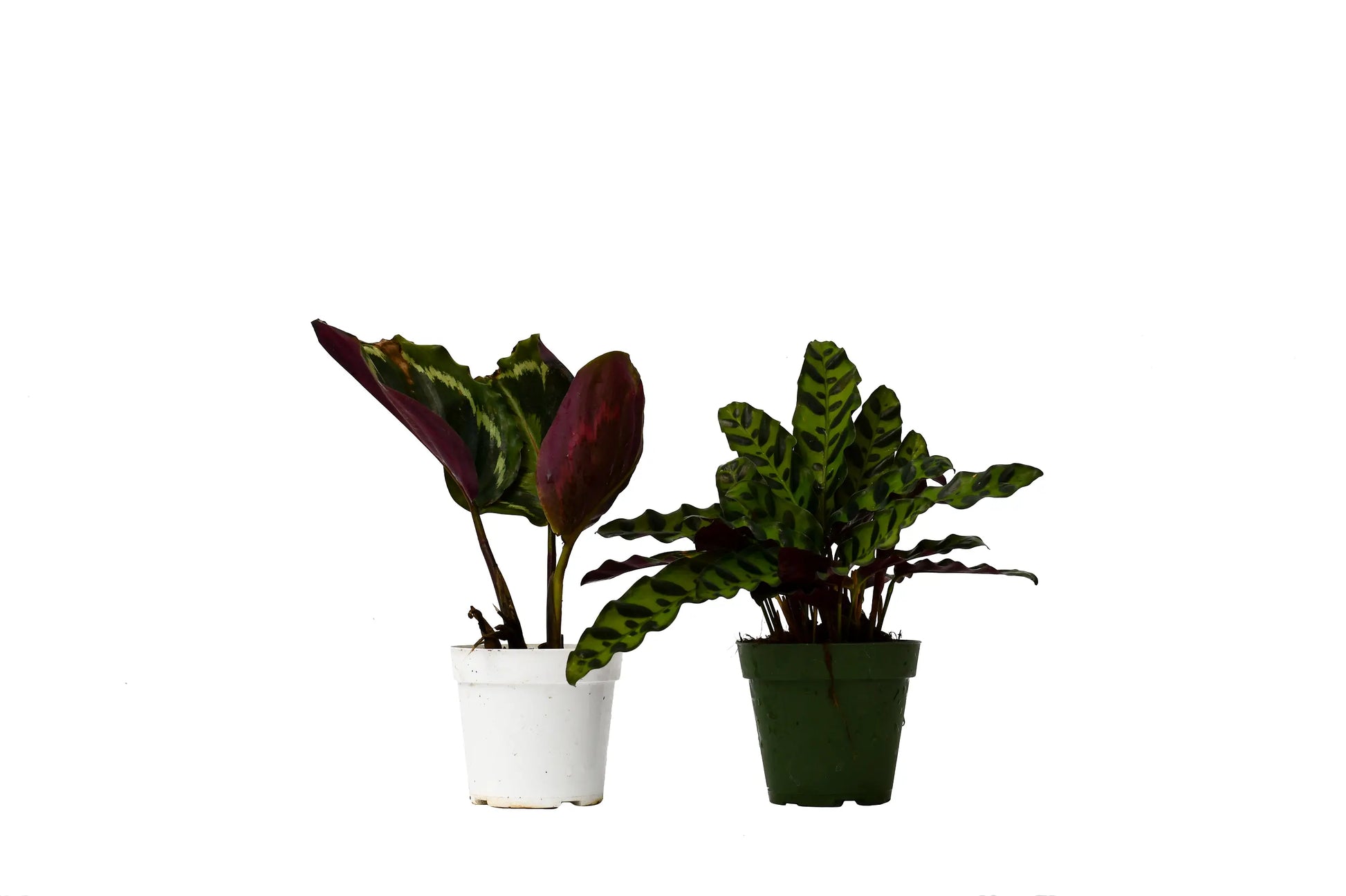 Calathea Combo Calathea Combo (2-Plants) HouseplantExperience.com