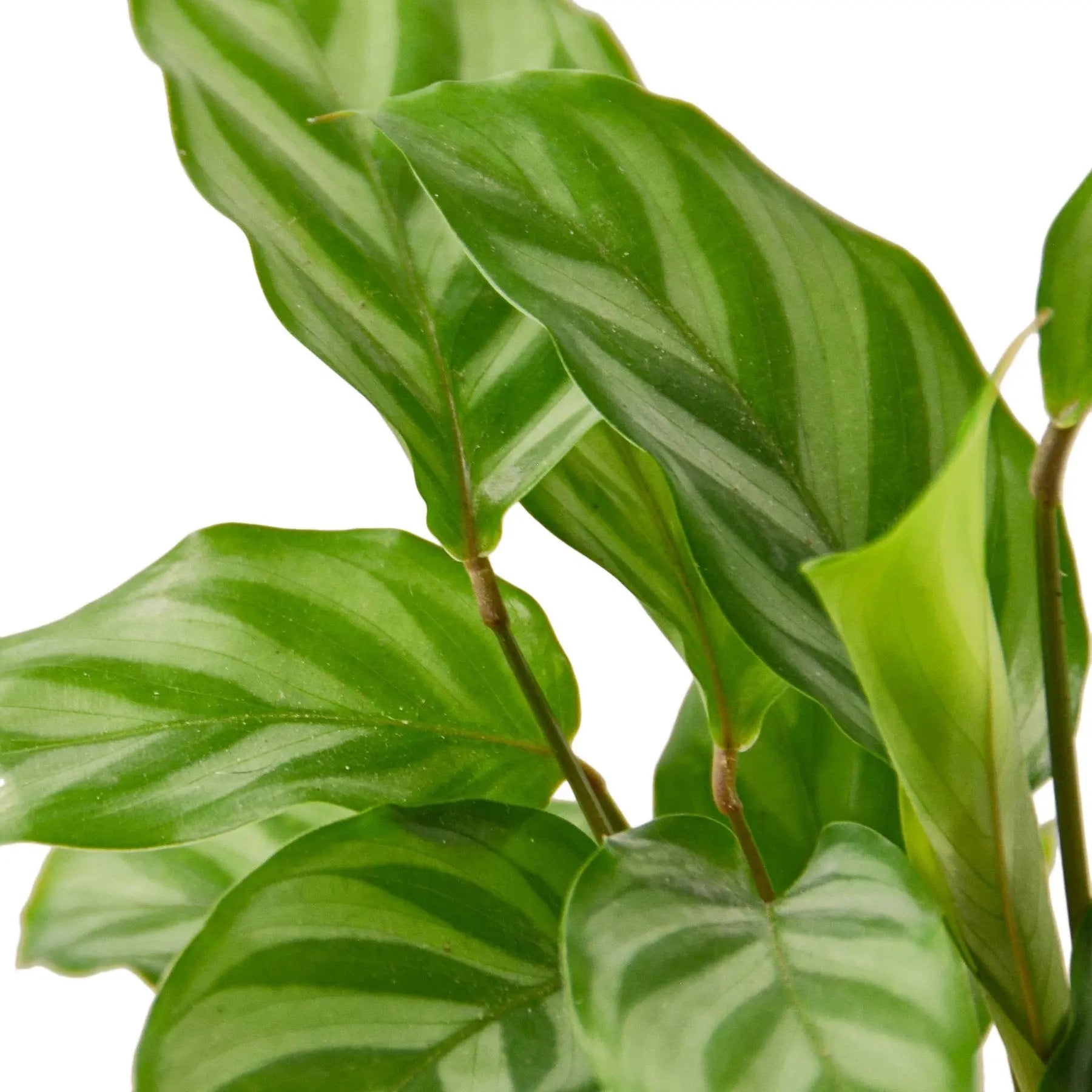 Calathea Concinna 'Freddie' HouseplantExperience.com