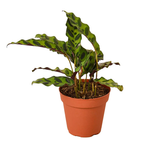 Calathea Lancifolia Rattlesnake Calathea Lancifolia Rattlesnake HouseplantExperience.com