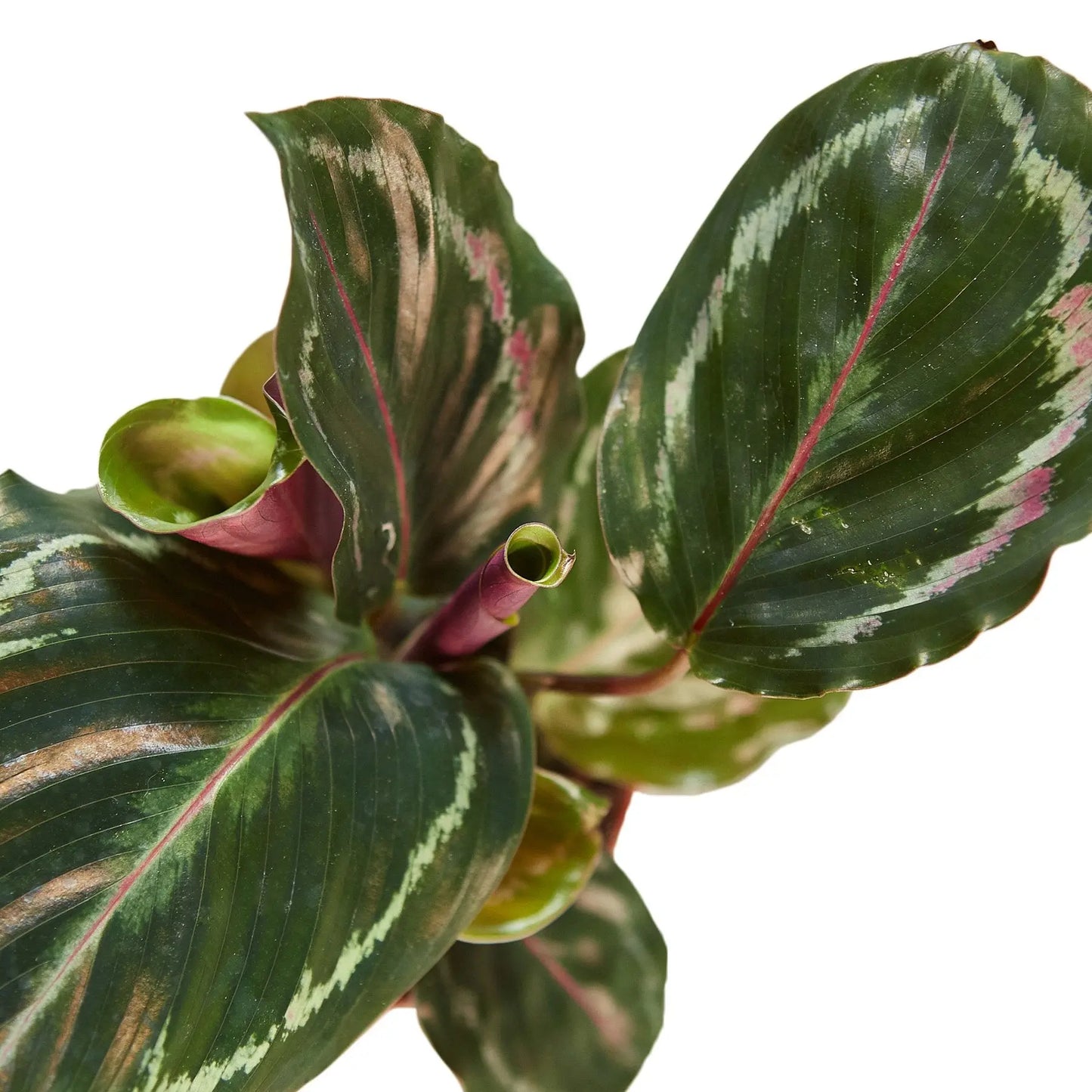 Calathea Roseopicta Medallion Calathea Roseopicta Medallion HouseplantExperience.com