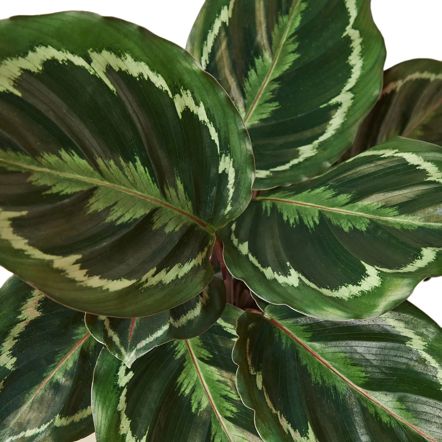 Calathea Roseopicta Medallion Calathea Roseopicta Medallion HouseplantExperience.com