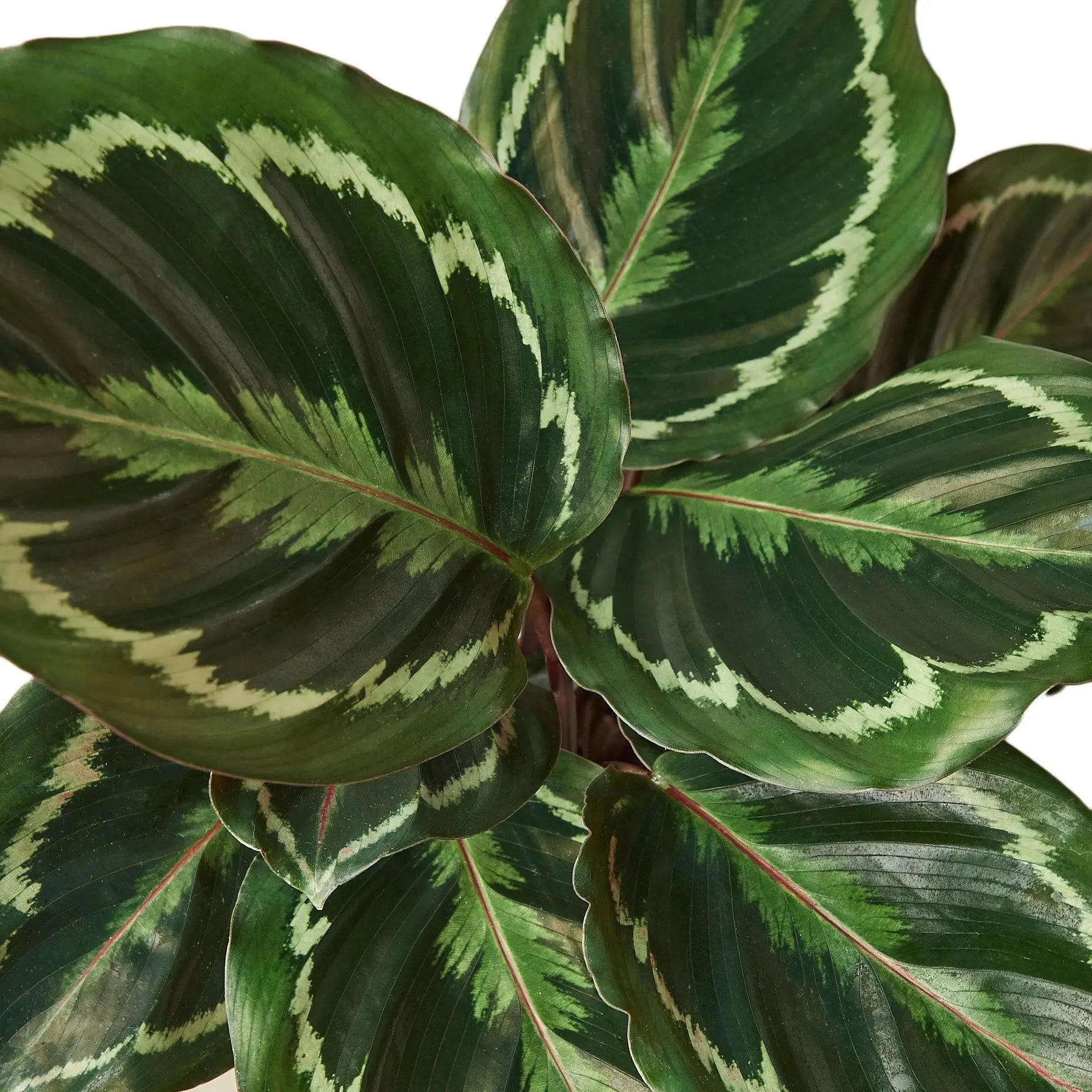 Calathea Roseopicta Medallion Calathea Roseopicta Medallion HouseplantExperience.com