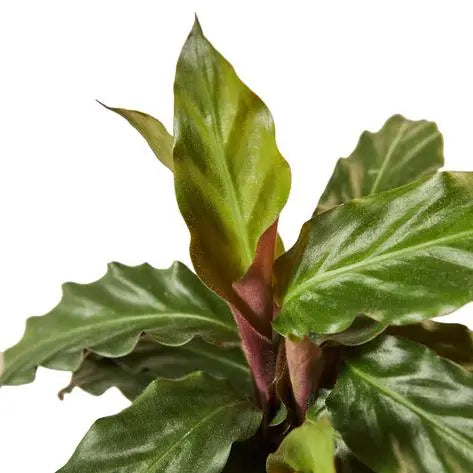 Calathea Rufibarba 'Furry Feather' HouseplantExperience.com