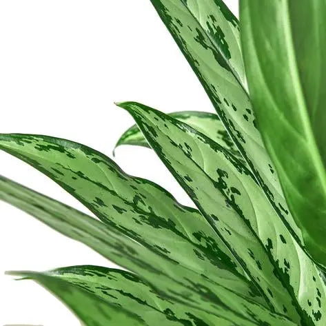 Chinese Evergreen 'Cutlass' HouseplantExperience.com