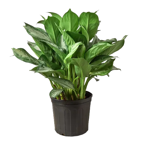 Chinese Evergreen 'Silver Bay' Chinese Evergreen 'Silver Bay' - 10 inch plant HouseplantExperience.com