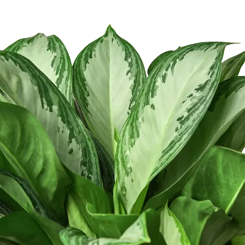 Chinese Evergreen 'Silver Bay' Chinese Evergreen 'Silver Bay' - 10 inch plant HouseplantExperience.com