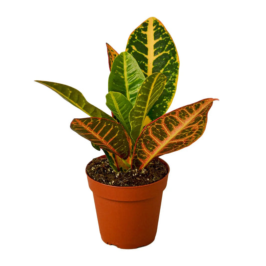 Croton Petra 'Joseph's Coat' HouseplantExperience.com