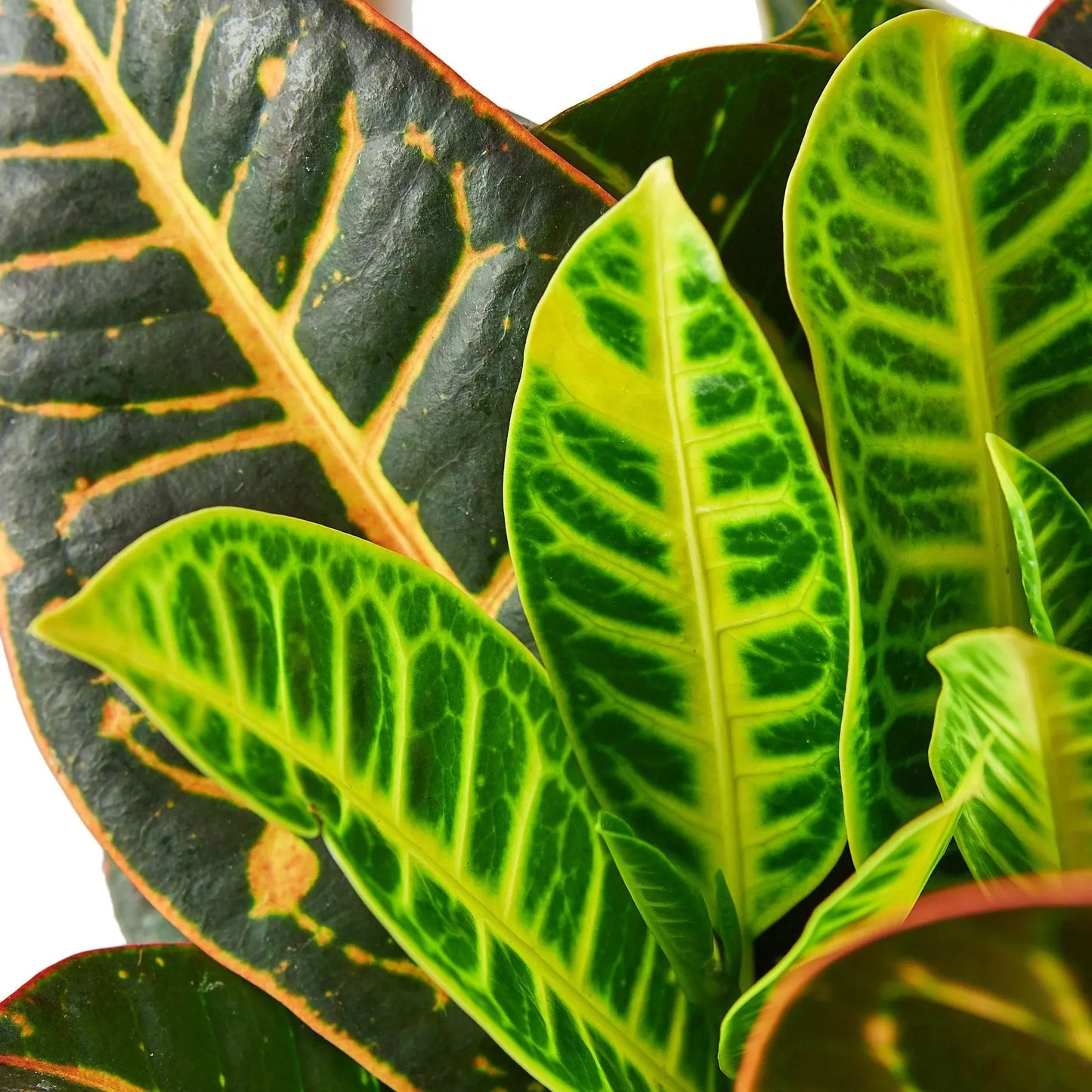 Croton Petra 'Joseph's Coat' HouseplantExperience.com