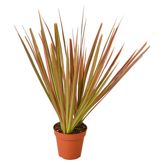 Dracaena 'Colorama' HouseplantExperience.com