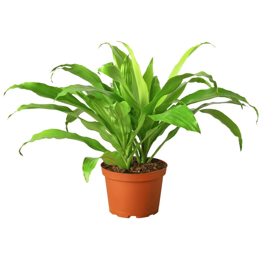 Dracaena Lime Light Dracaena Lime Light HouseplantExperience.com