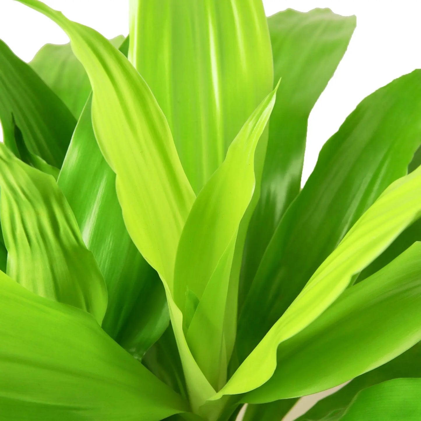 Dracaena Lime Light Dracaena Lime Light HouseplantExperience.com