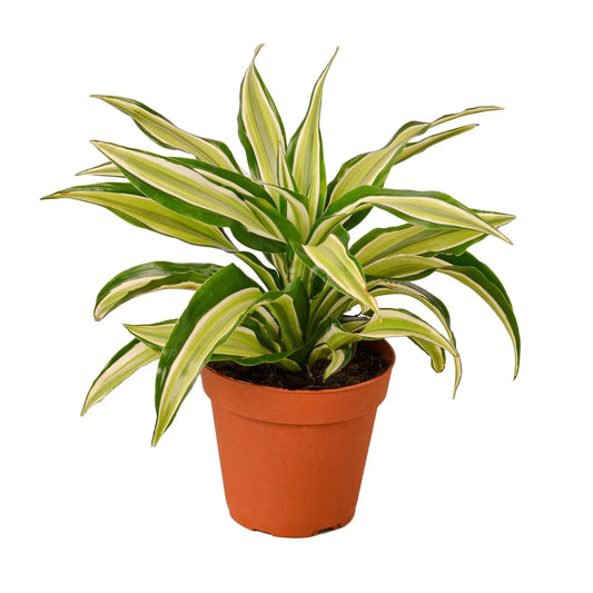 Dracaena Malaika Dracaena Malaika HouseplantExperience.com