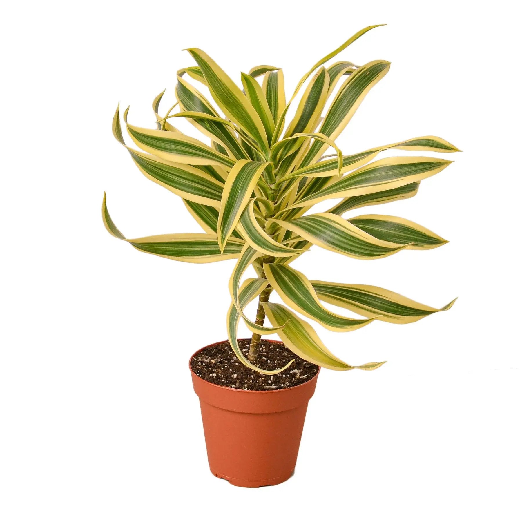 Dracaena Song of India Dracaena Song of India HouseplantExperience.com