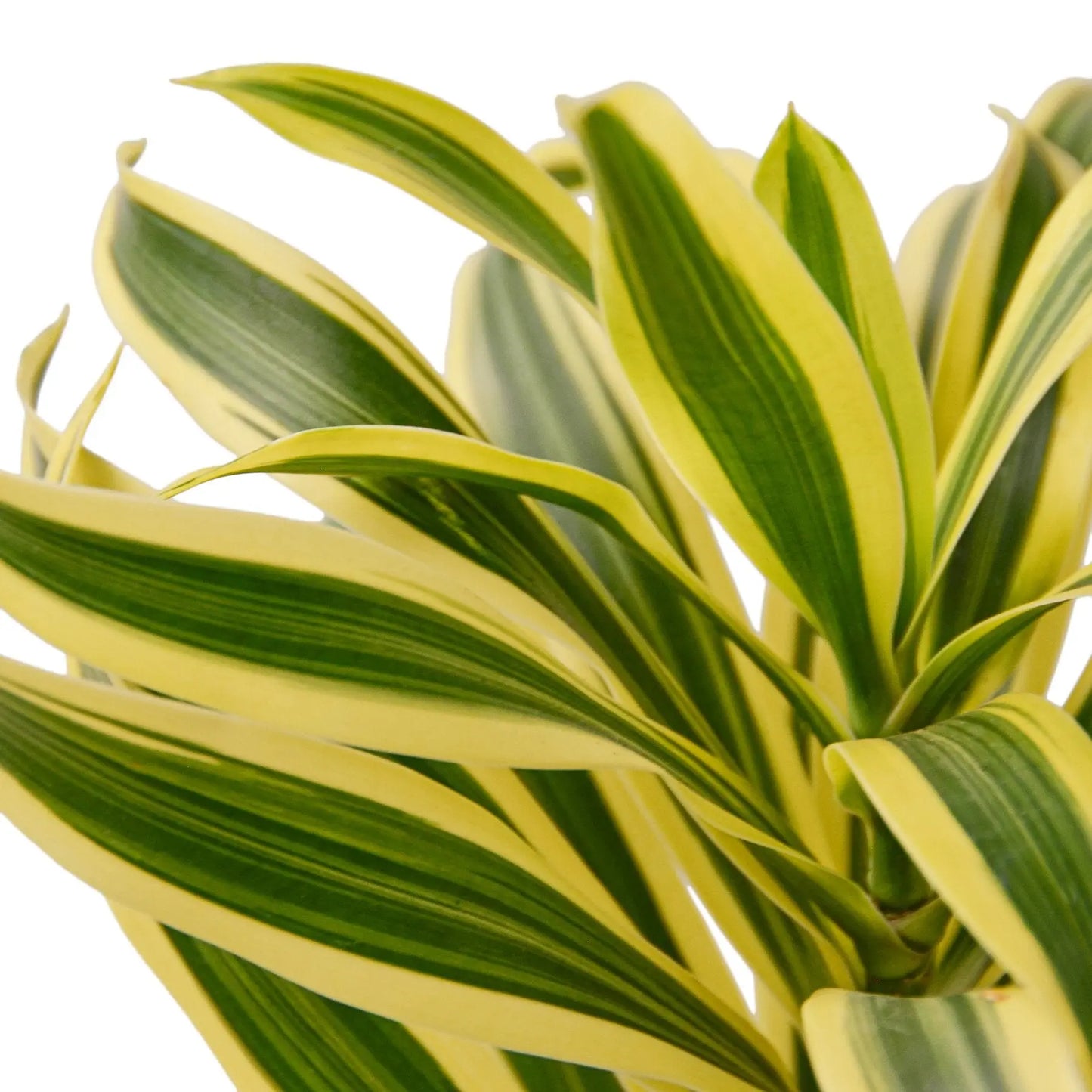 Dracaena Song of India Dracaena Song of India HouseplantExperience.com