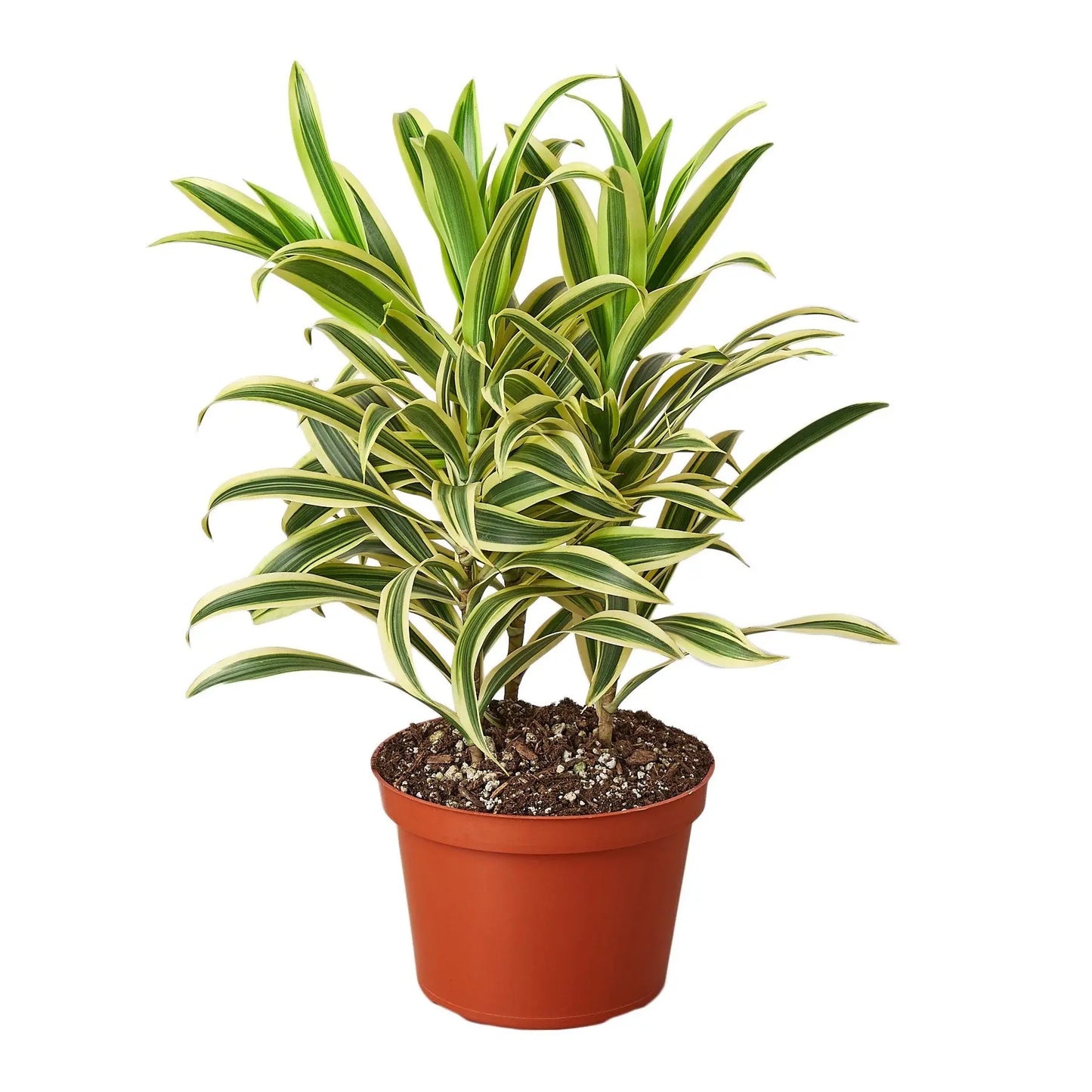 Dracaena Song of India Dracaena Song of India HouseplantExperience.com