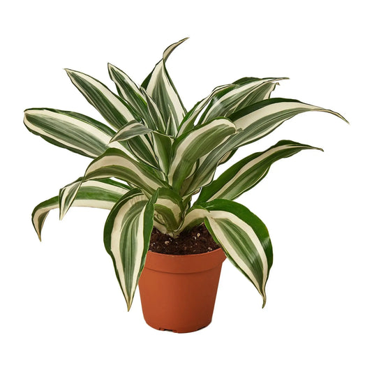 Dracaena 'Warneckii White Jewel' HouseplantExperience.com