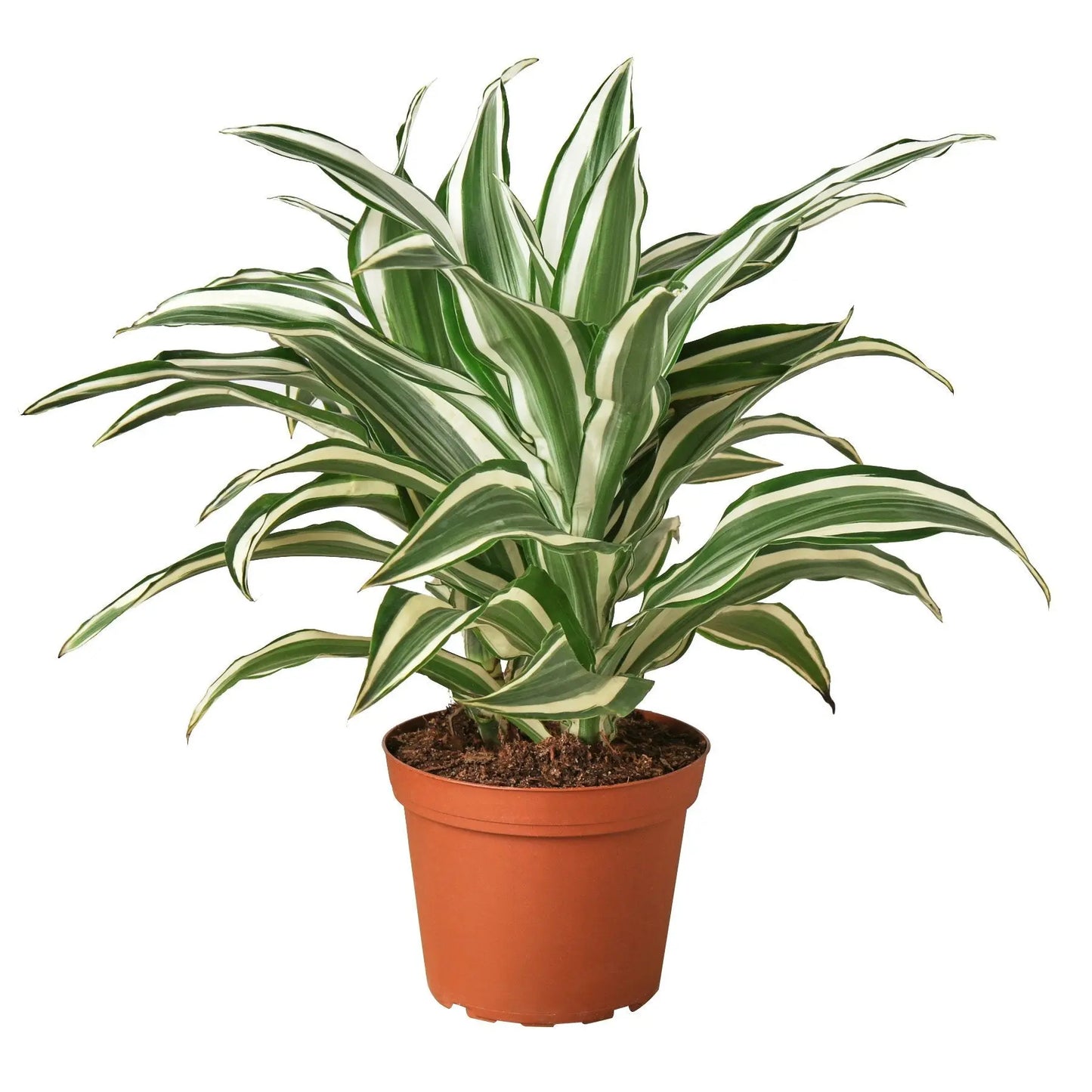 Dracaena 'Warneckii White Jewel' HouseplantExperience.com