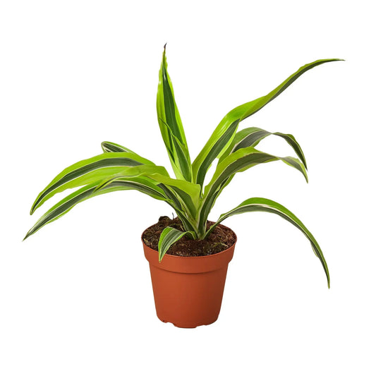 Dracaena Deremensis 'Lemon Lime' HouseplantExperience.com