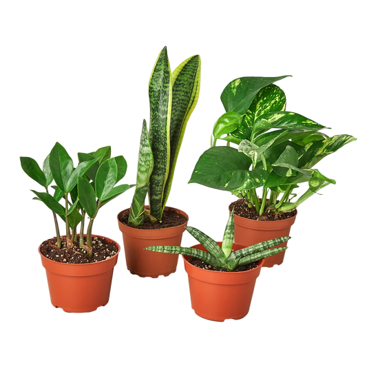 Easy Care Combo Easy Care Combo (4-Plants) HouseplantExperience.com