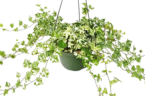 English Ivy 'Kolibre' English Ivy 'Kolibre' HouseplantExperience.com